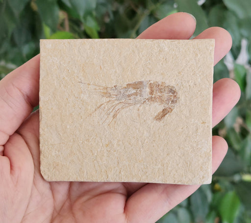 In Stone Fossils 