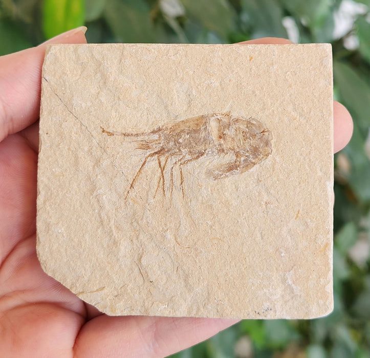 Fossil Shrimp | Carpopenaeus | Lebanon