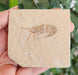 In Stone Fossils 