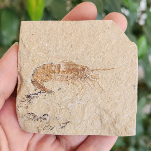 In Stone Fossils 