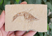 In Stone Fossils 