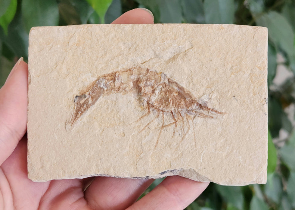 Fossil Shrimp | Carpopenaeus | Lebanon