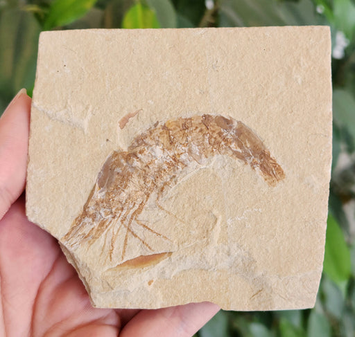 In Stone Fossils 