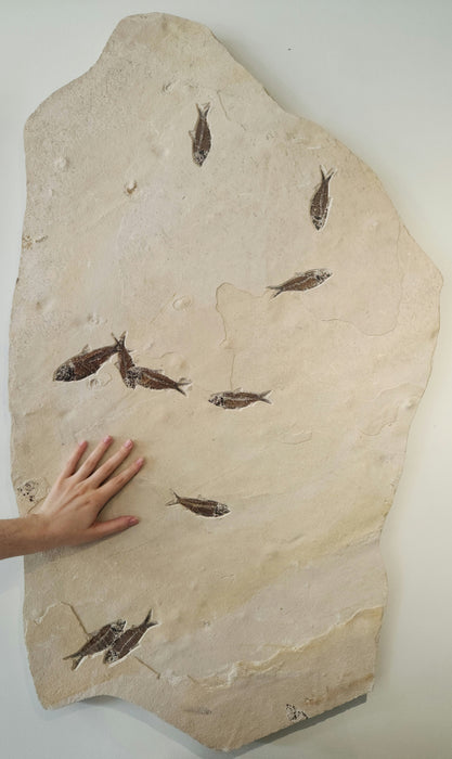 Knightia eocaena Mortality Plate | Ten Knightia eocaena | Green River  Formation | Wyoming