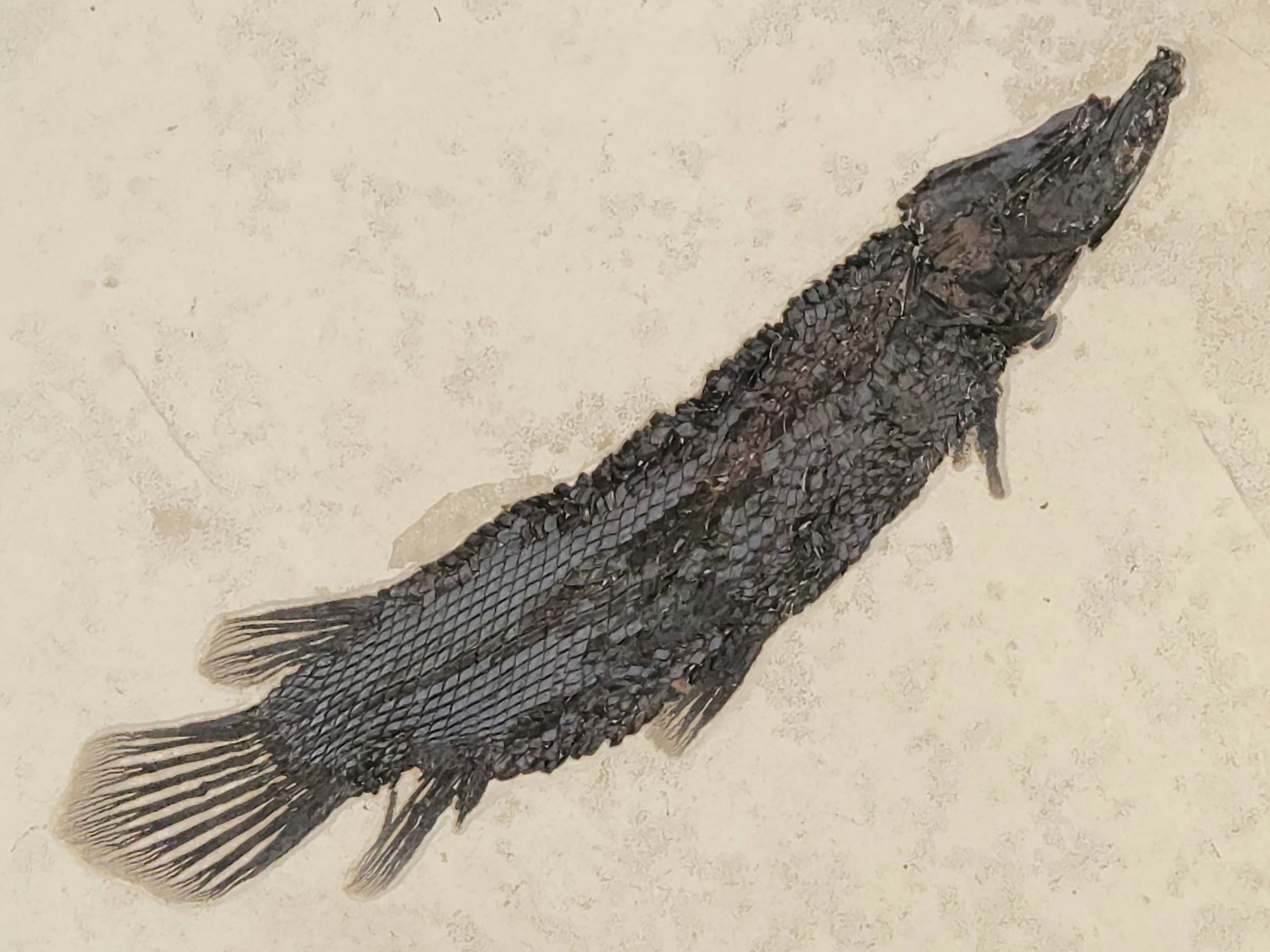 Garfish Atractosteus simplex Green River Formation Wyoming