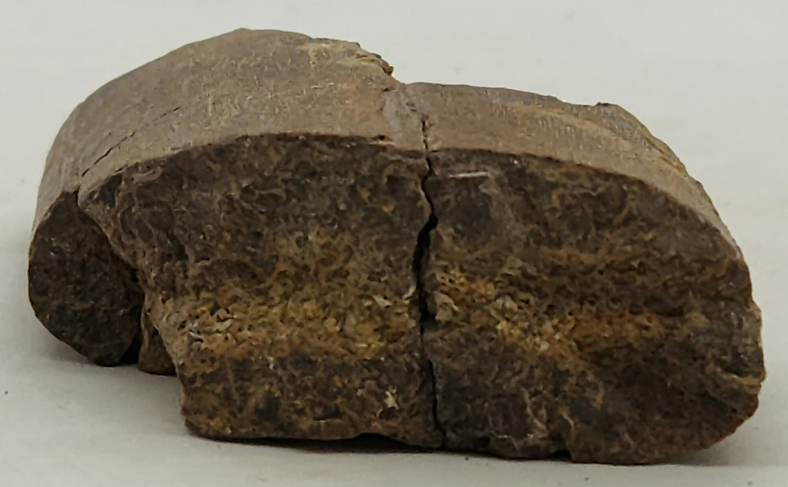 Edmontosaurus Rib | Montana