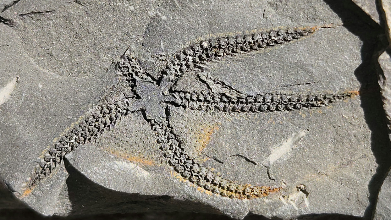 Ophiuroidea Brittle Star | Morocco