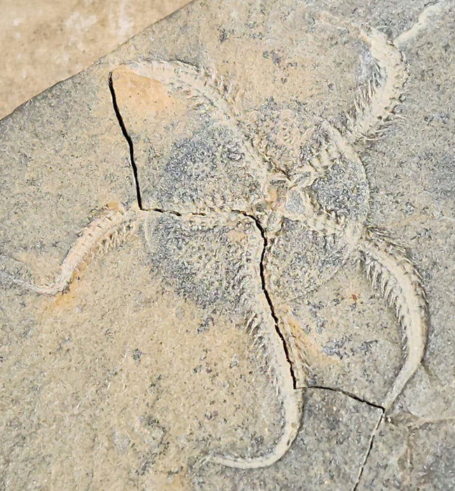 Double Ophiuroidea Brittle Stars | Morocco