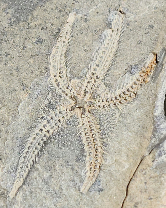Double Ophiuroidea Brittle Stars | Morocco