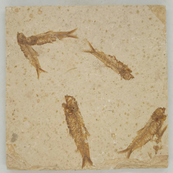 Knightia eocaena Fossil Fish Mortality Plate | Green River Formation | Natural Specimen