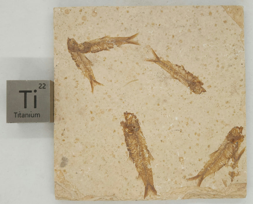 Knightia eocaena Fossil Fish Mortality Plate | Green River Formation | Natural Specimen