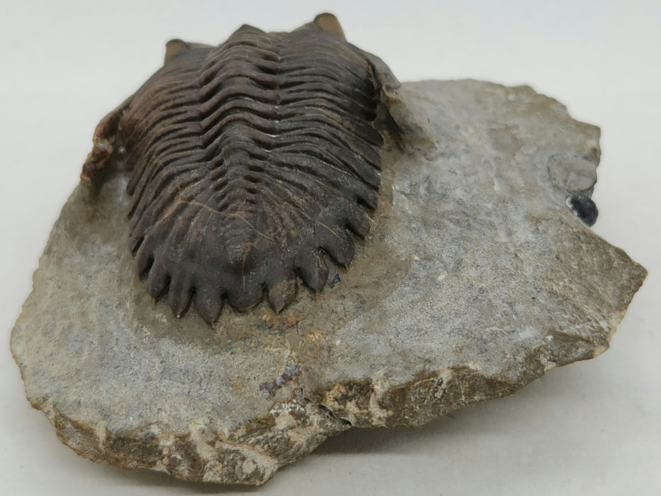 Hollardops Trilobite