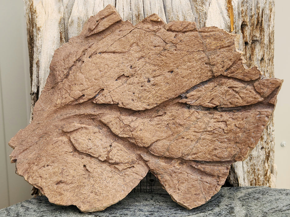Triceratops Frill Fossil | Cretaceous | Hell Creek Formation, Montana