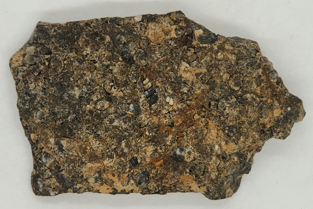 Turritella Agate Slab | Unpolished