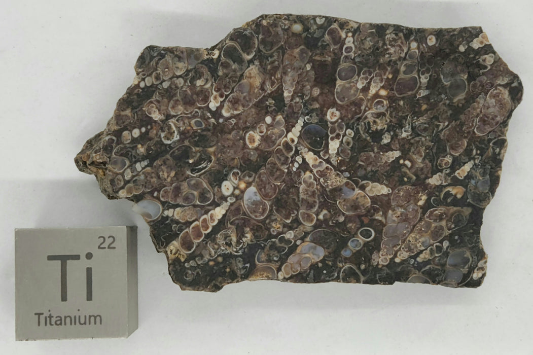 Turritella Agate Slab | Unpolished