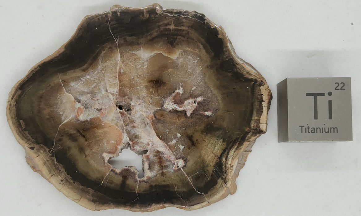 Sparkling Woodworthia Petrified Wood Slice | Zimbabwe