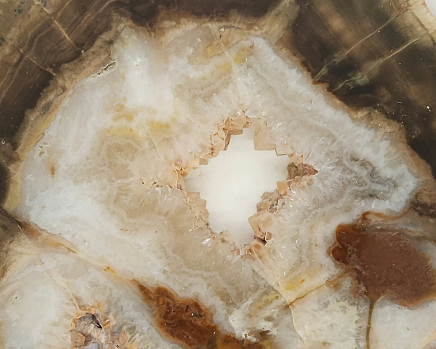 Sparkling Woodworthia Petrified Wood Slice | Zimbabwe