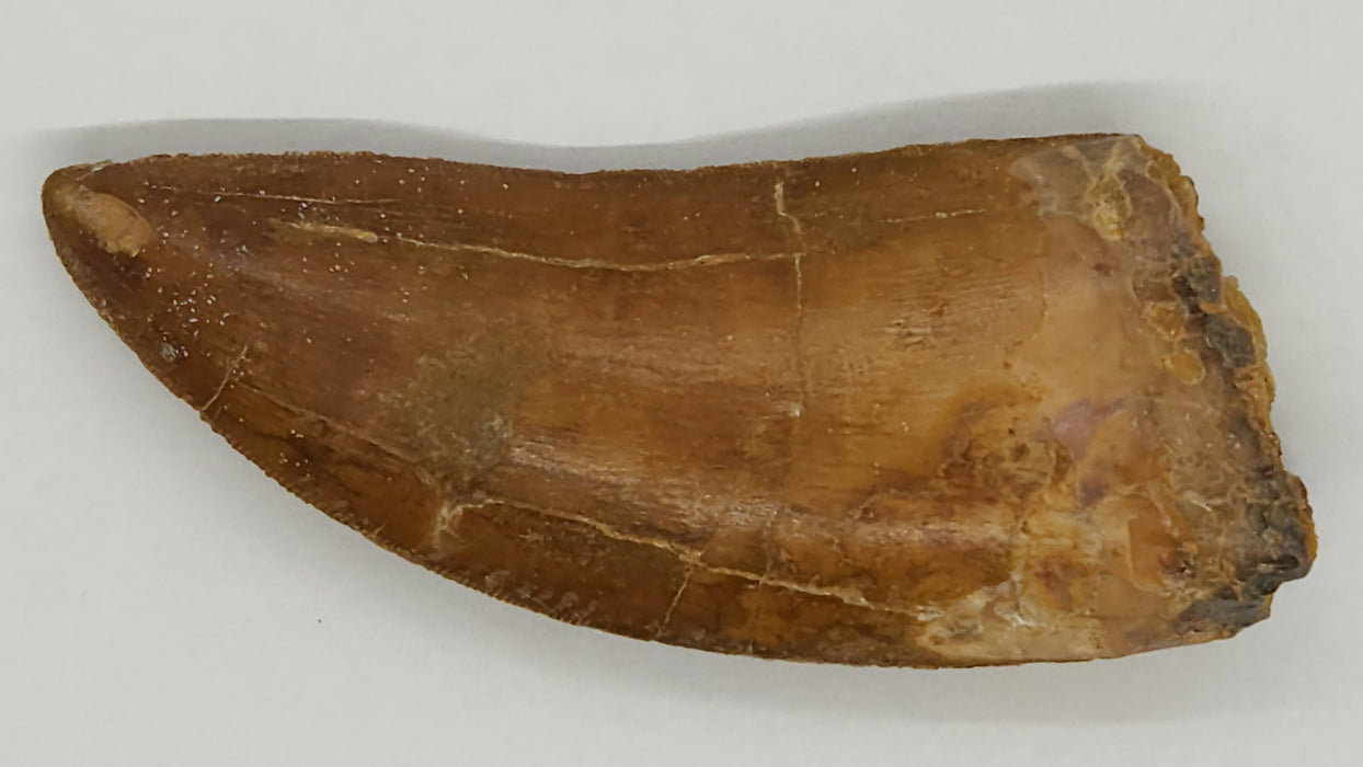 Serrated 3" Carcharodontosaurus Tooth | Late Cretaceous | Kem Kem Beds