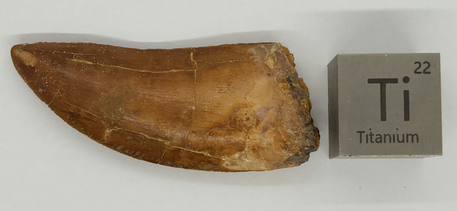 Serrated 3" Carcharodontosaurus Tooth | Late Cretaceous | Kem Kem Beds