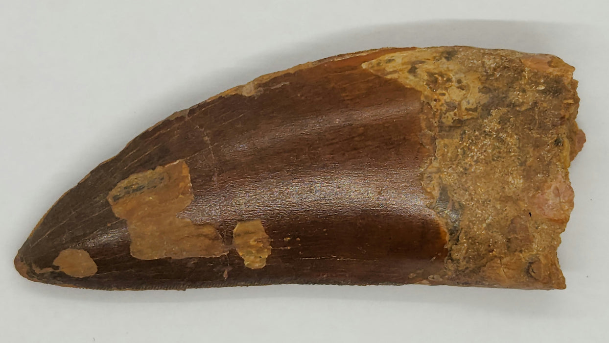 3.75" Carcharodontosaurus Tooth | Late Cretaceous | Kem Kem Beds