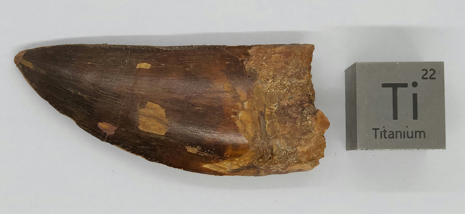 3.75" Carcharodontosaurus Tooth | Late Cretaceous | Kem Kem Beds