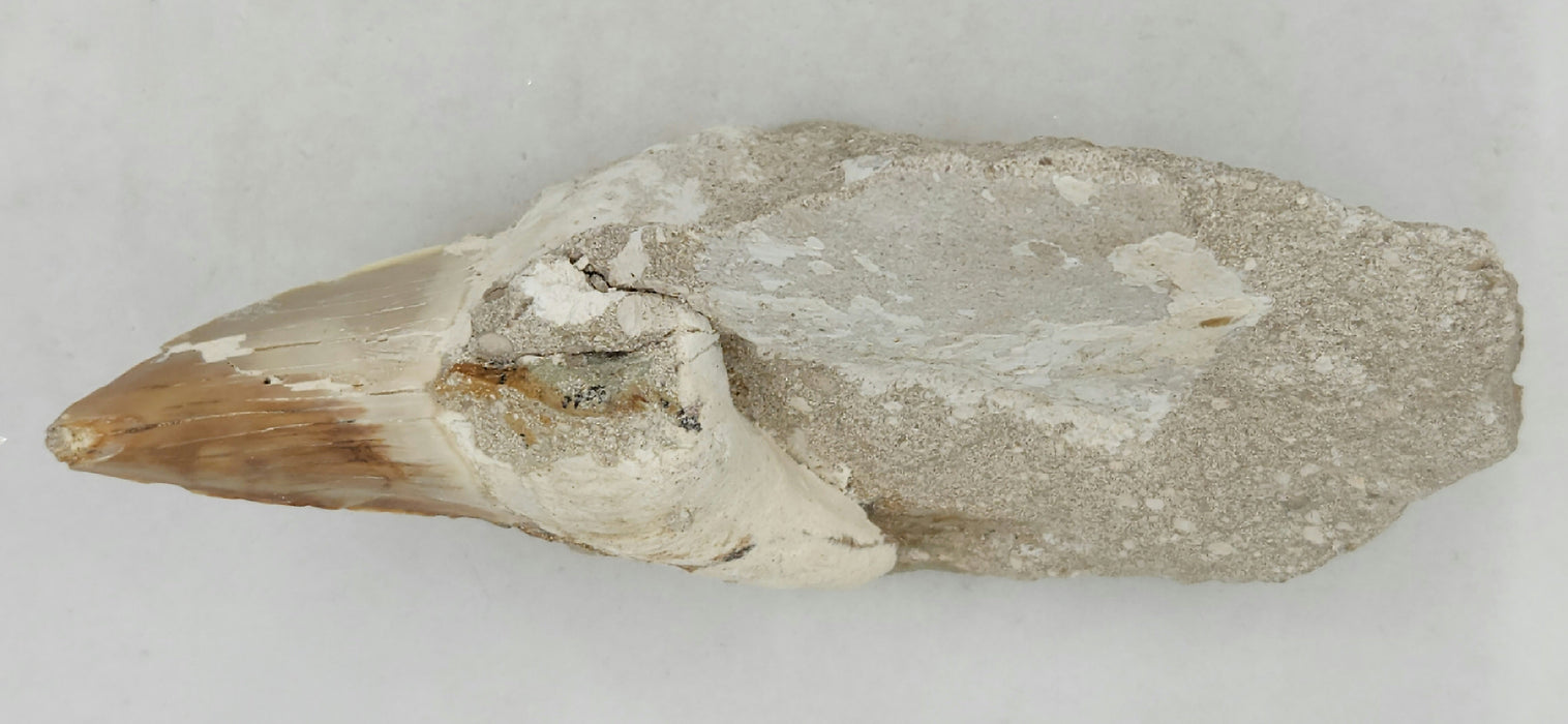 Huge Otodus obliquus Shark Tooth in Matrix