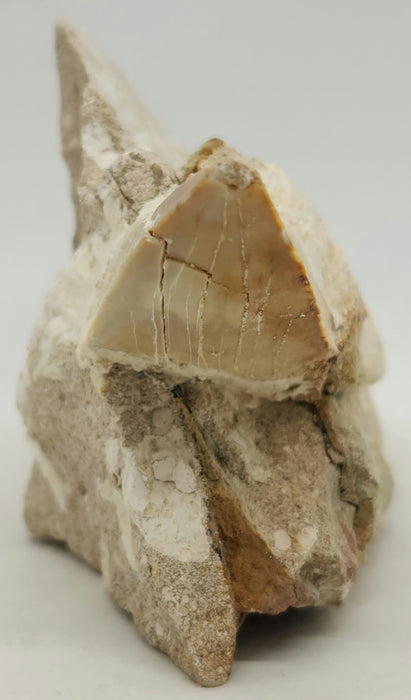 Huge Otodus obliquus Shark Tooth in Matrix