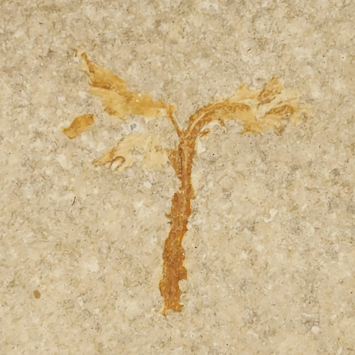 Undescribed Monocot Flower Split Pair | Green River Formation | Wyoming