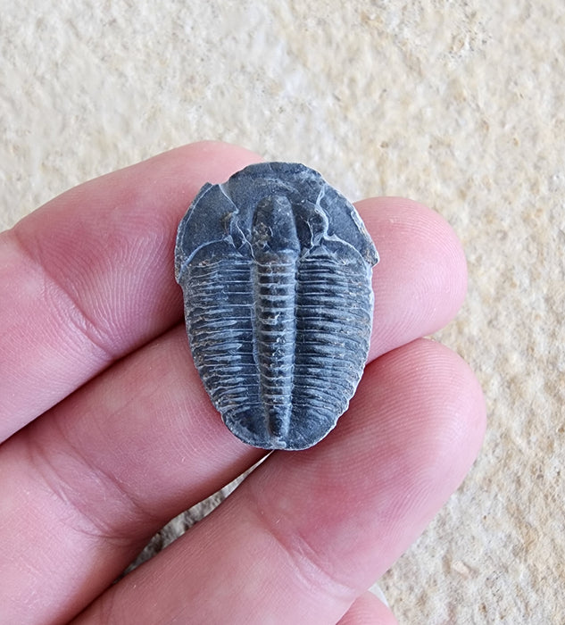 Elrathia Trilobite