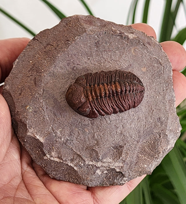 Red Phacopid Trilobite