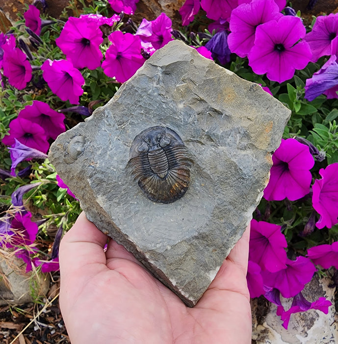 Scabriscutellum Trilobite