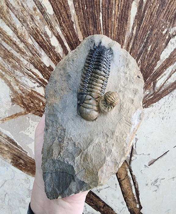 Double Crotalocephalina gibbus Trilobites