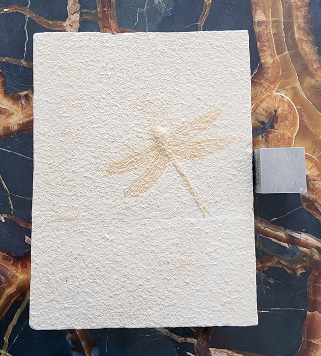 Fossil Dragonfly | Tarsophlebia exima | Germany