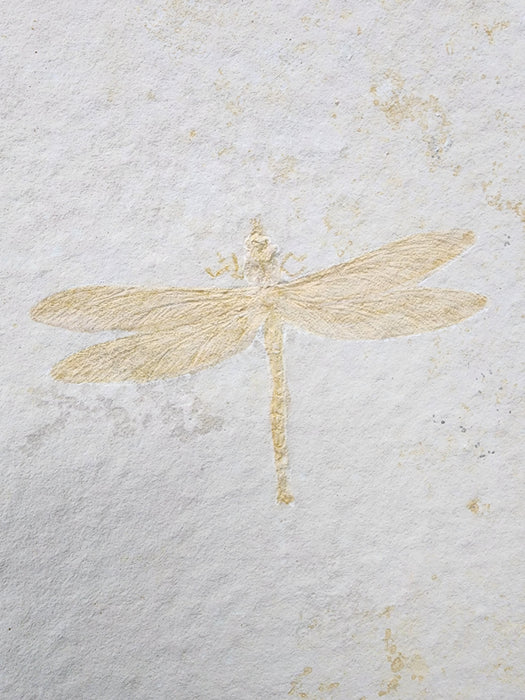 Fossil Dragonfly | Tarsophlebia exima | Germany