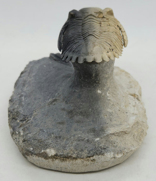 Hollardops Trilobite