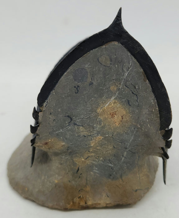 Zlichovaspis rugosa Trilobite