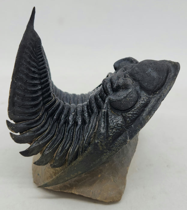 Zlichovaspis rugosa Trilobite