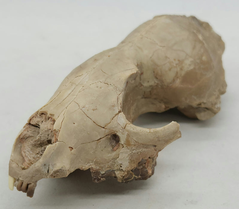 Fossil Fox Skull | Hesperocyon | South Dakota