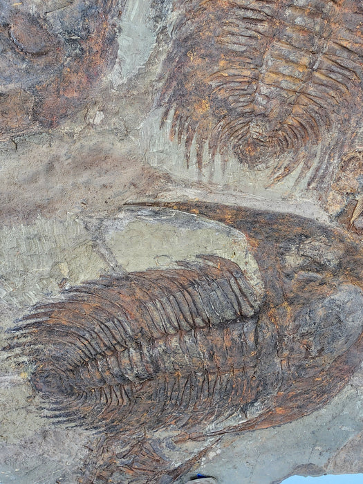 Large Mortality Plate of Acadoparadoxides briareus (Paradoxides) Trilobites | Morocco