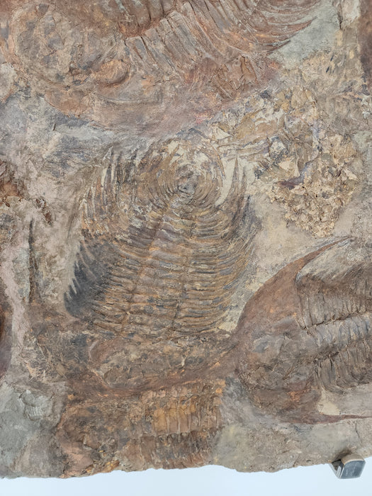 Large Mortality Plate of Acadoparadoxides briareus (Paradoxides) Trilobites | Morocco