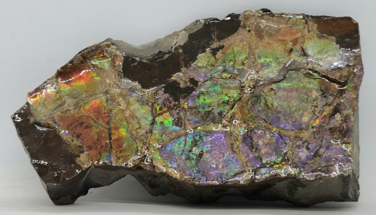 Ammolite Specimen | Canada