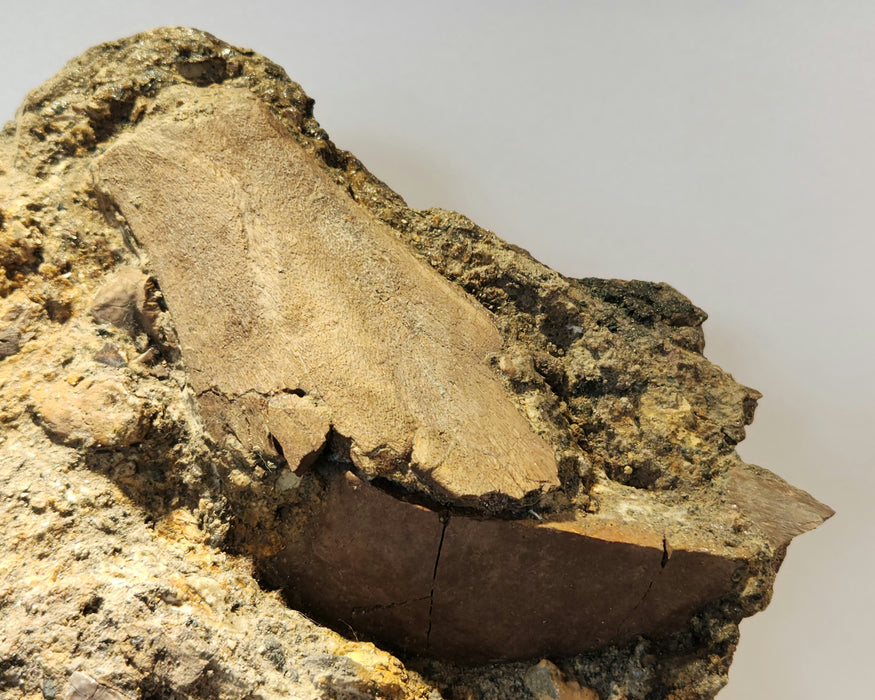 Ceratopsian Teeth in Matrix | Aguja Formation