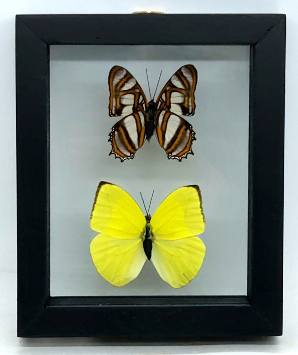 Double Butterfly Display