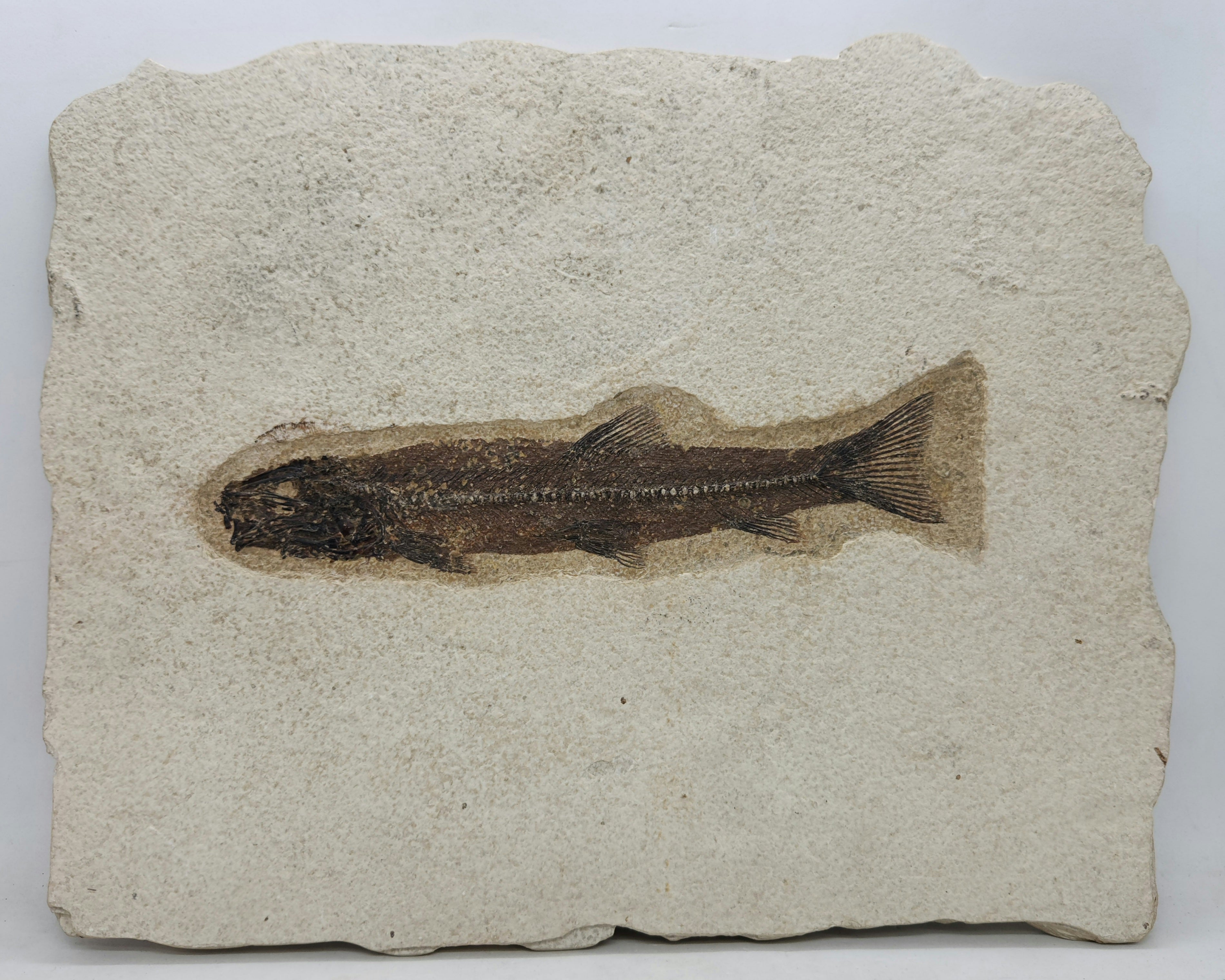 Juvenile Notogoneus osculus Green River Formation Wyoming