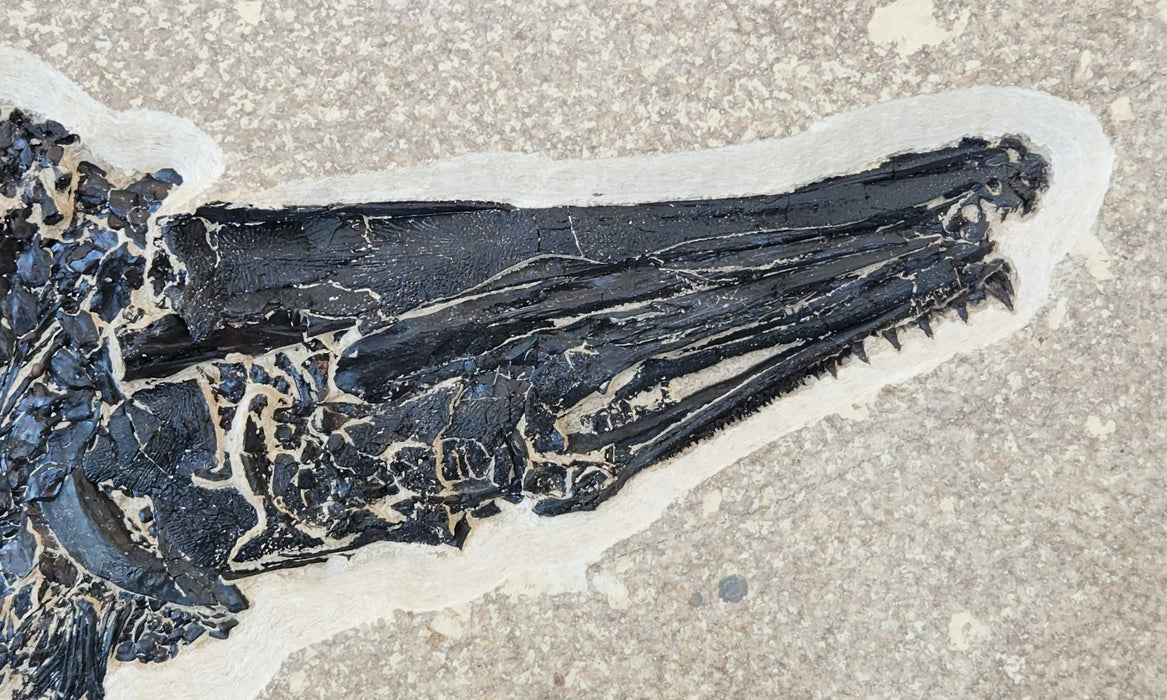 Garfish | Atractosteus simplex | Green River Formation | Wyoming