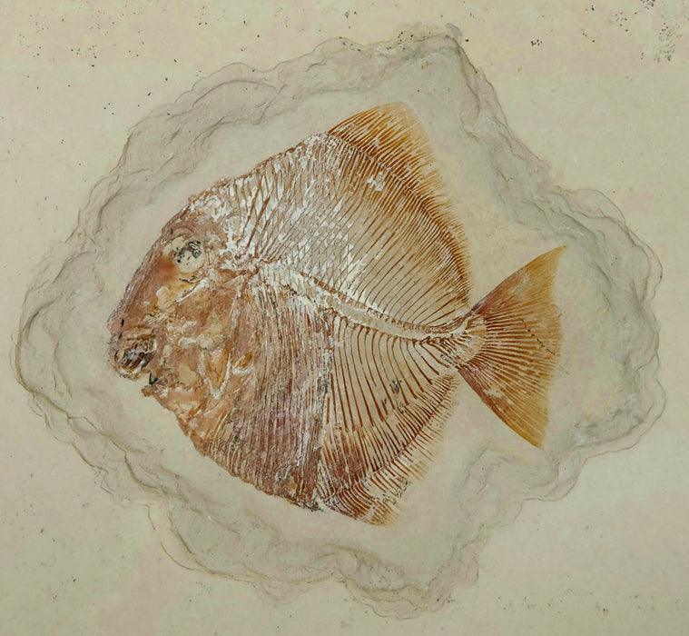 Pycnodont Fish Fossil