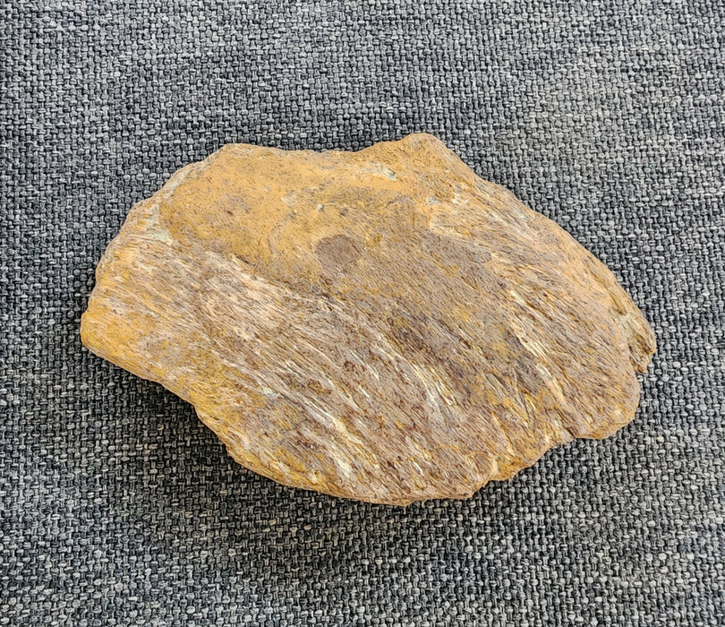 Edmontosaurus Bone | Montana