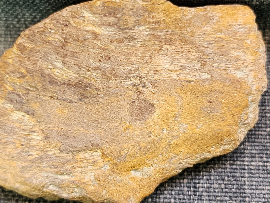 Edmontosaurus Bone | Montana