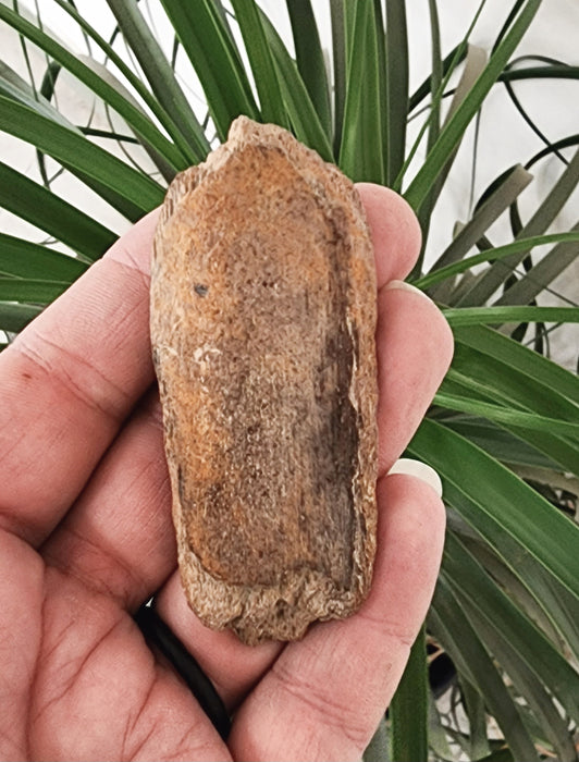 Edmontosaurus Bone | Montana