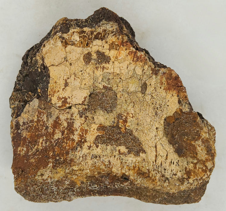 Ceratopsian Dinosaur Bone | Montana